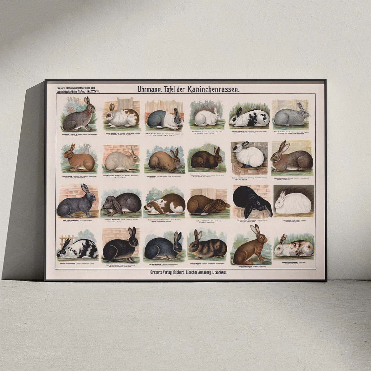 Kaninracer 1910 - Zoologisk planche – billede 3