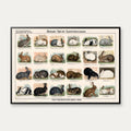 Kaninracer 1910 - Zoologisk planche – billede 1