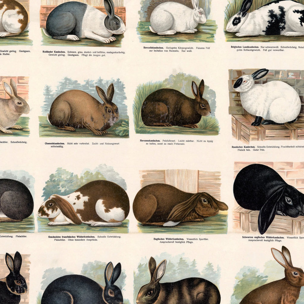 Kaninracer 1910 - Zoologisk planche – billede 4