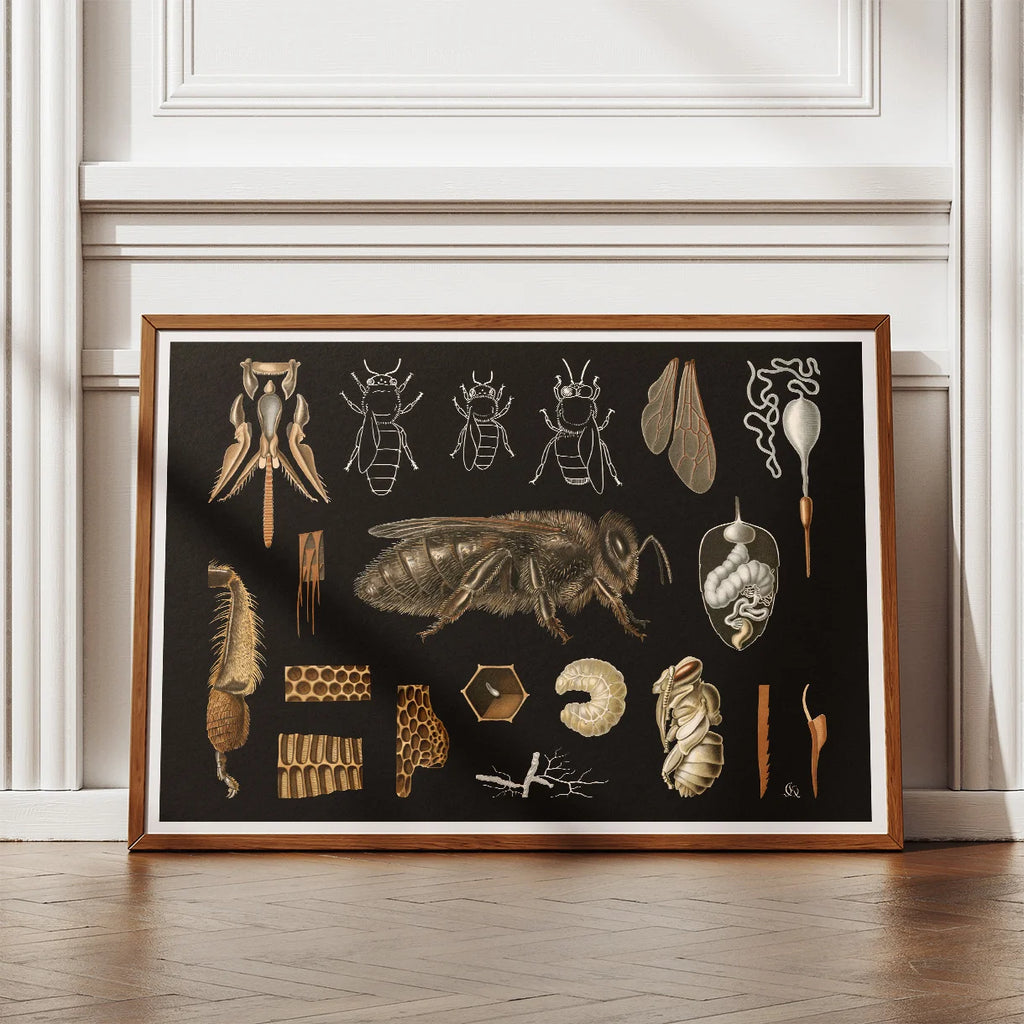 Bi 1910 - Zoologisk planche – billede 2
