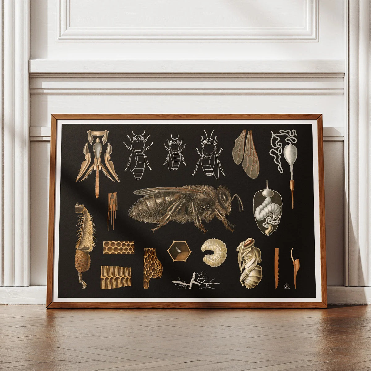 Bi 1910 - Zoologisk planche – billede 2