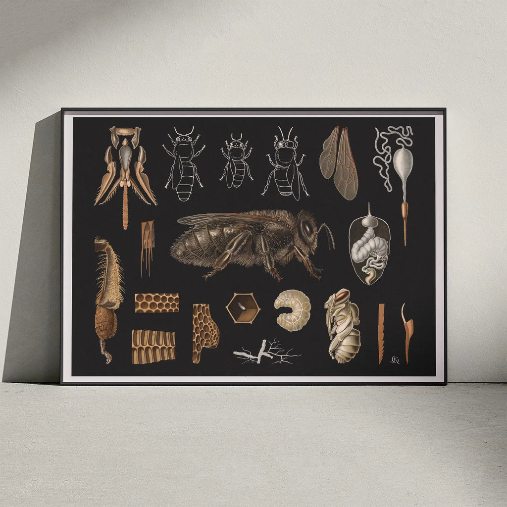 Bi 1910 - Zoologisk planche – billede 3