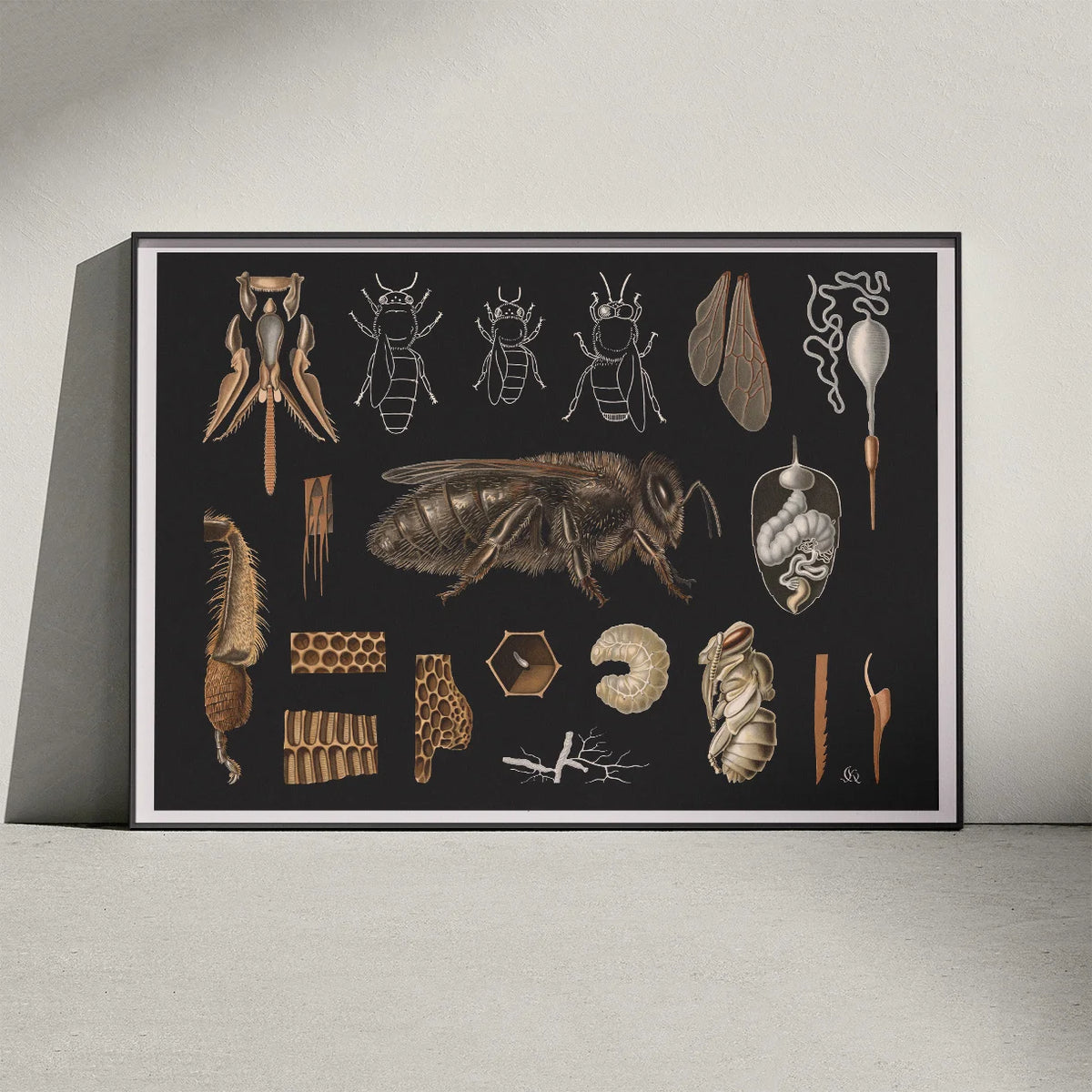 Bi 1910 - Zoologisk planche – billede 3