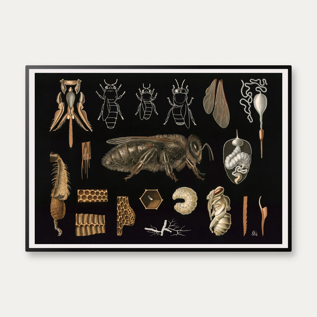 Bi 1910 - Zoologisk planche – billede 1