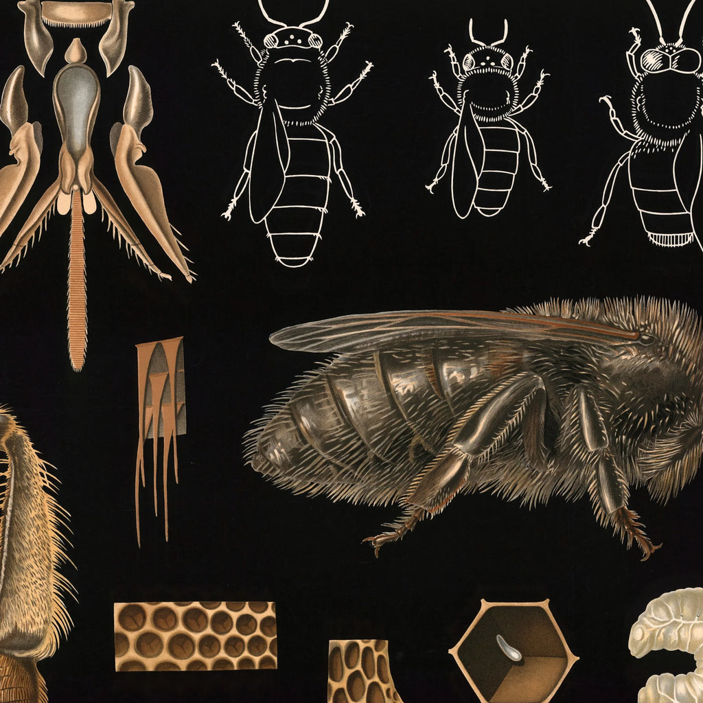 Bi 1910 - Zoologisk planche – billede 4