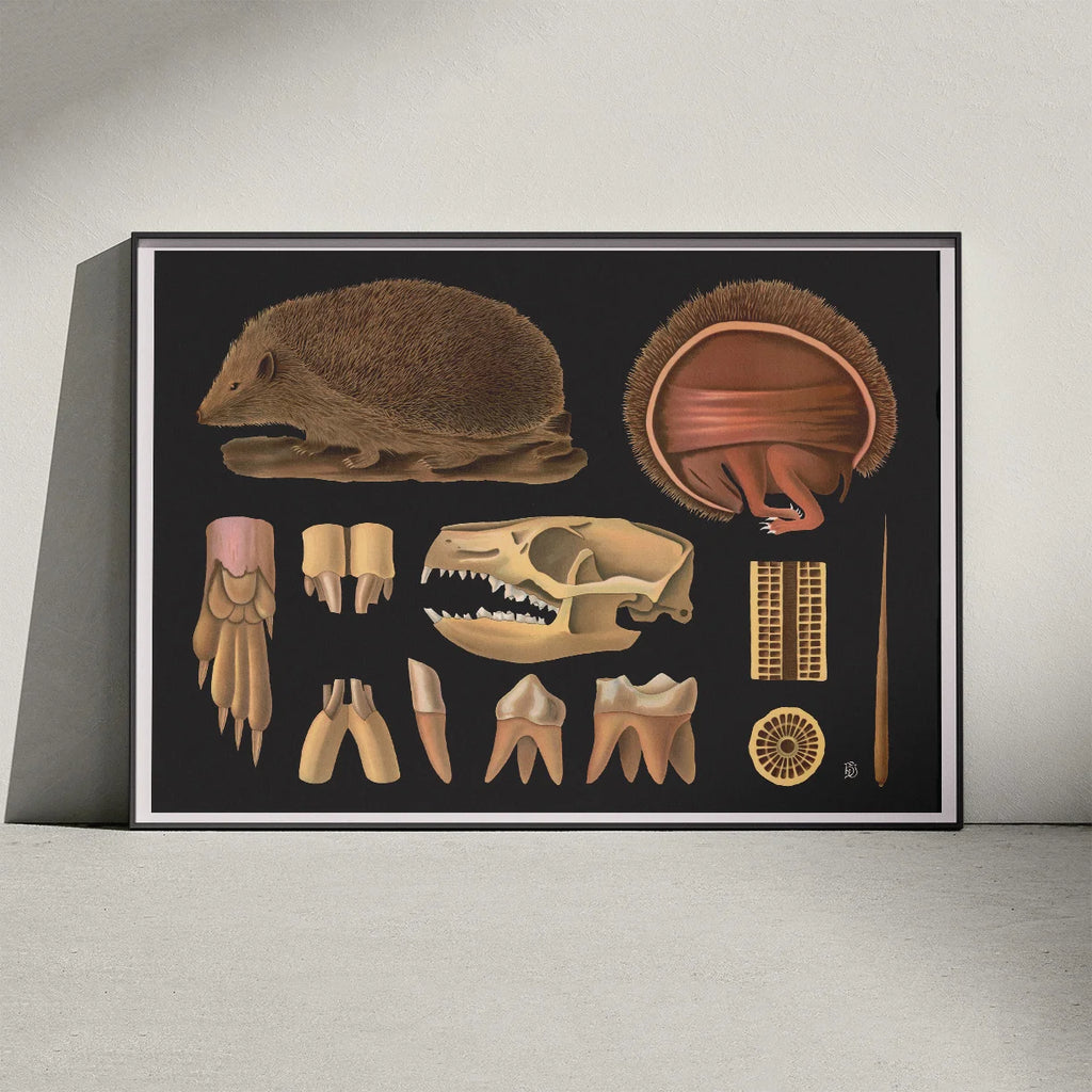 Pindsvin 1910 - Zoologisk planche – billede 3