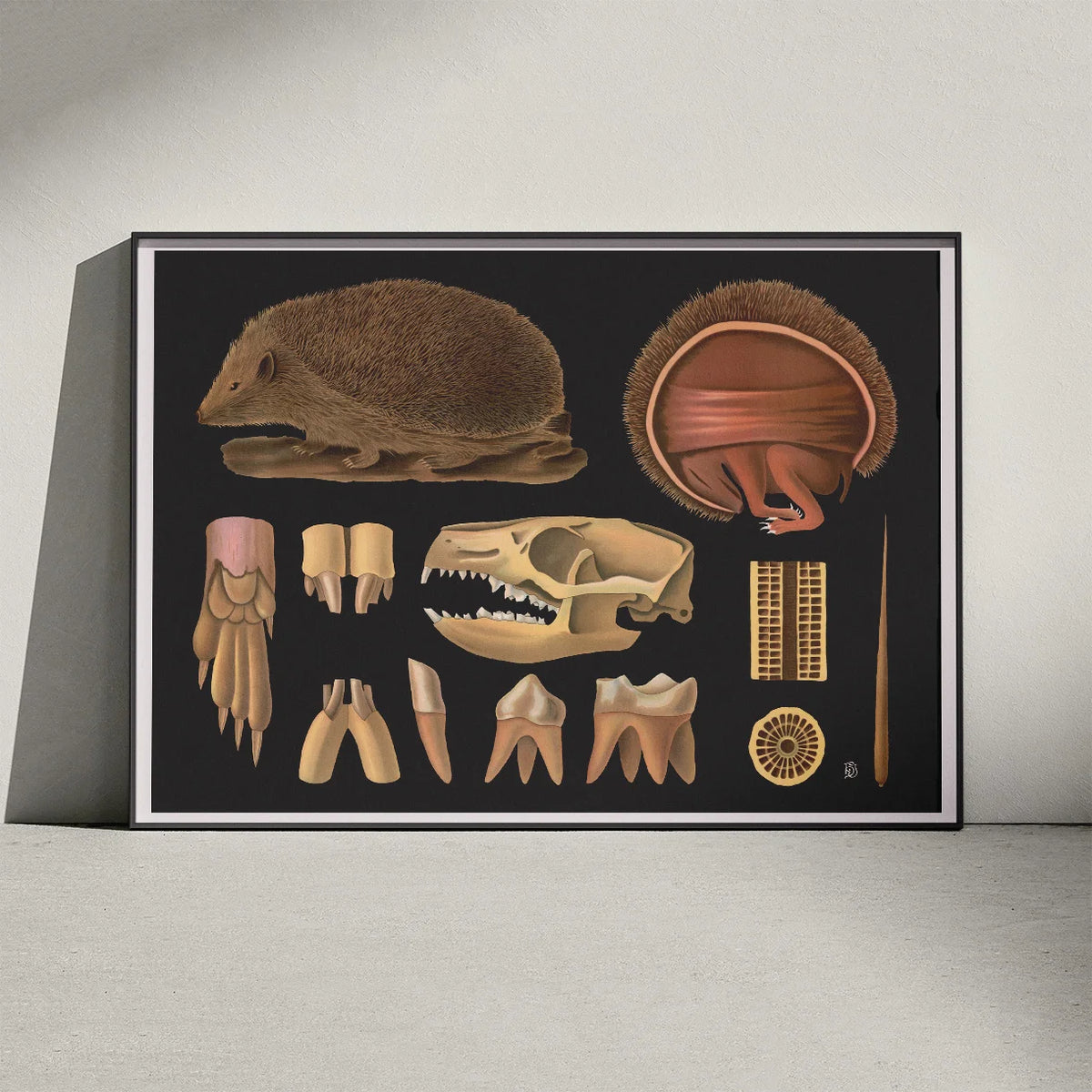 Pindsvin 1910 - Zoologisk planche – billede 3