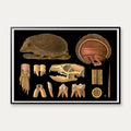 Pindsvin 1910 - Zoologisk planche – billede 1