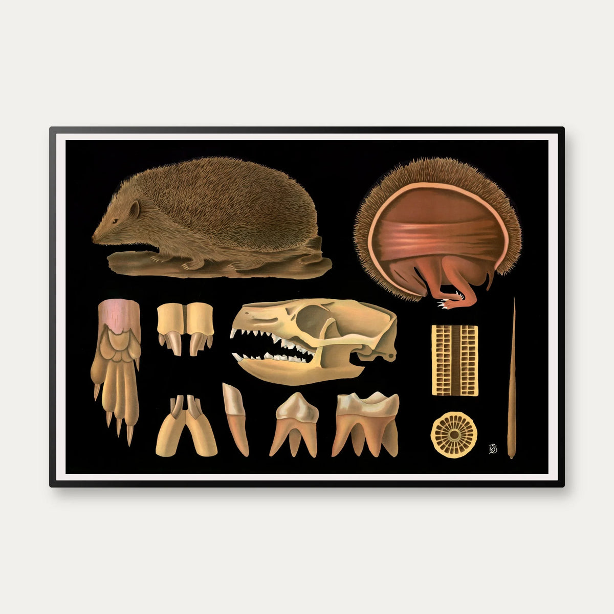 Pindsvin 1910 - Zoologisk planche – billede 1