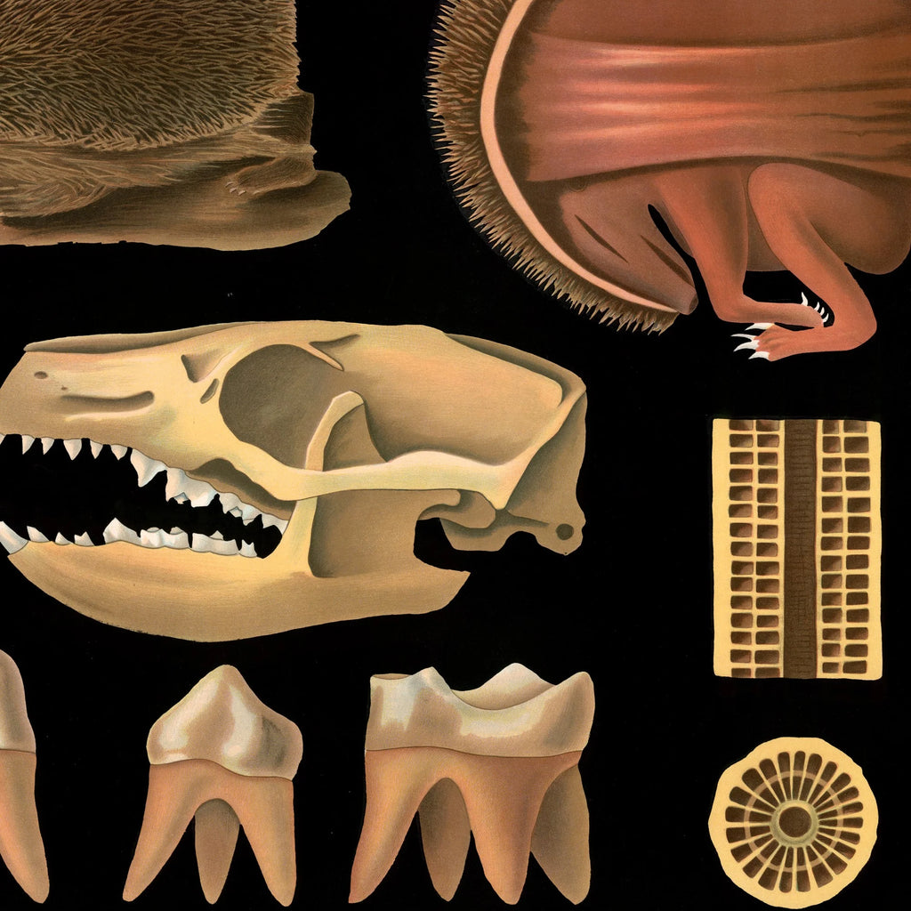 Pindsvin 1910 - Zoologisk planche – billede 4