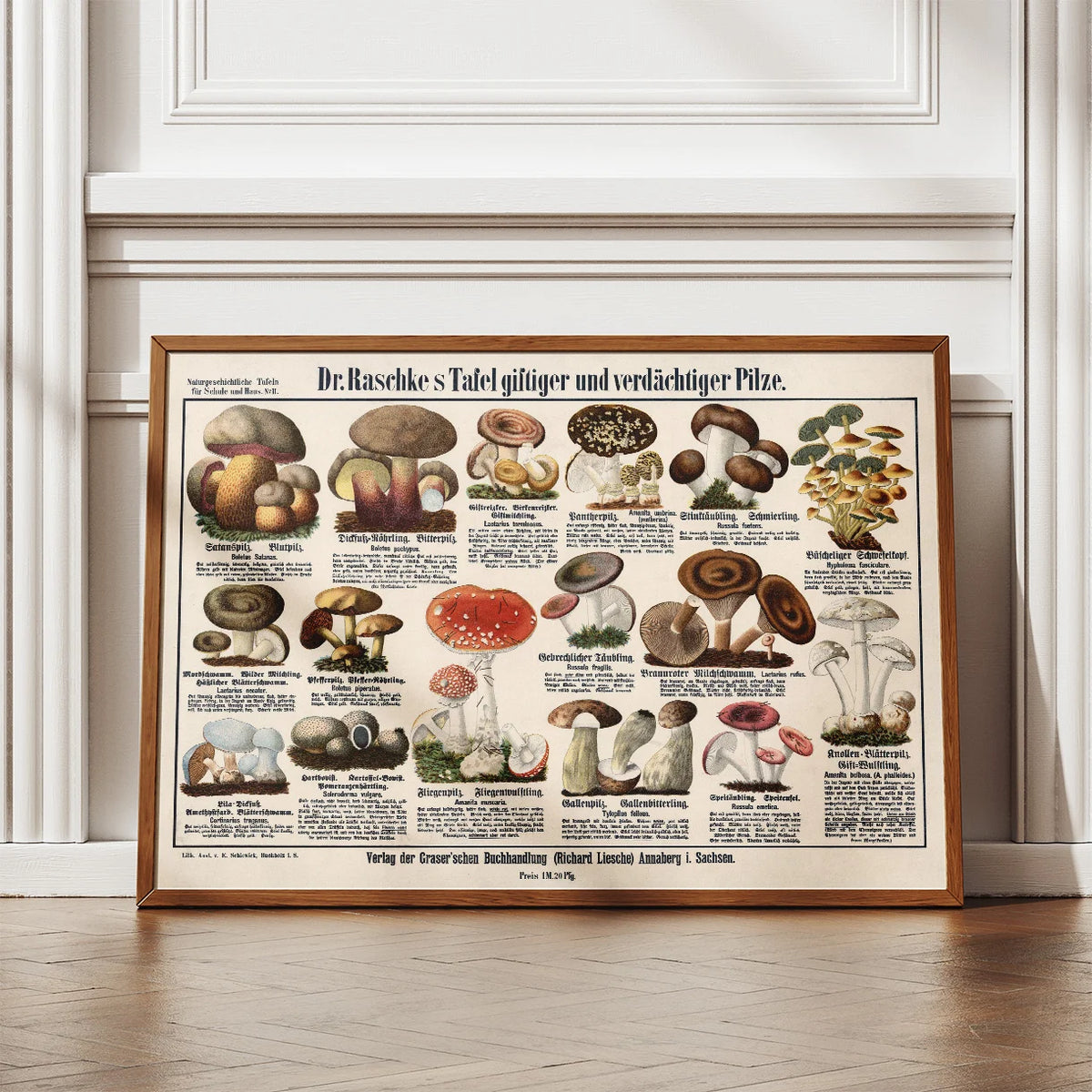 Giftige svampe 1909 - Botanisk planche – billede 2