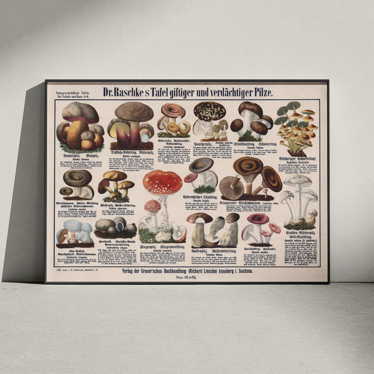 Giftige svampe 1909 - Botanisk planche – billede 3