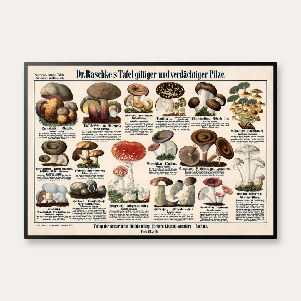 Giftige svampe 1909 - Botanisk planche – billede 1