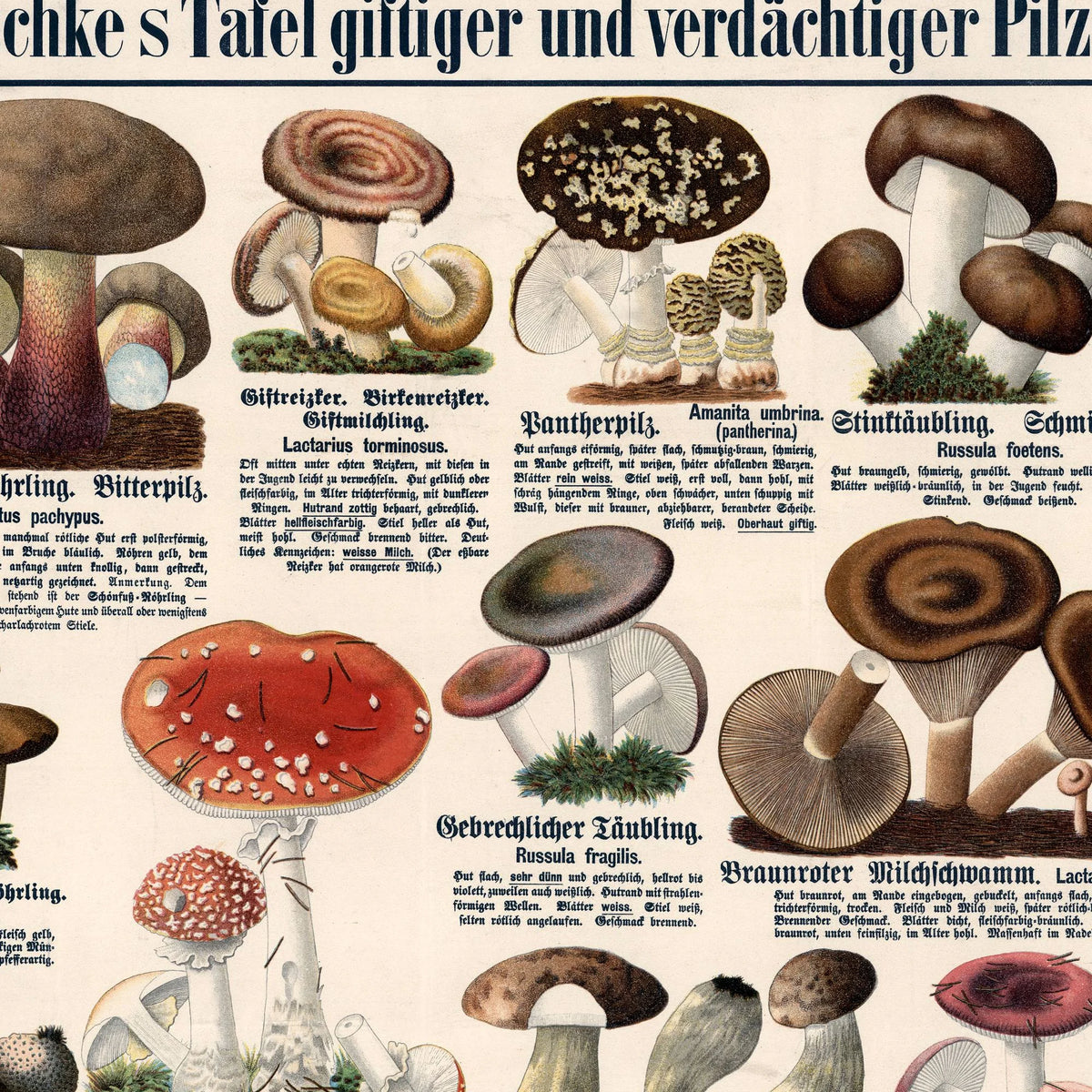 Giftige svampe 1909 - Botanisk planche – billede 4
