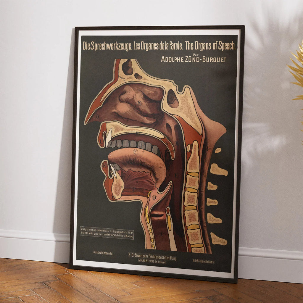 Taleorganerne 1910 - Anatomisk planche – billede 2