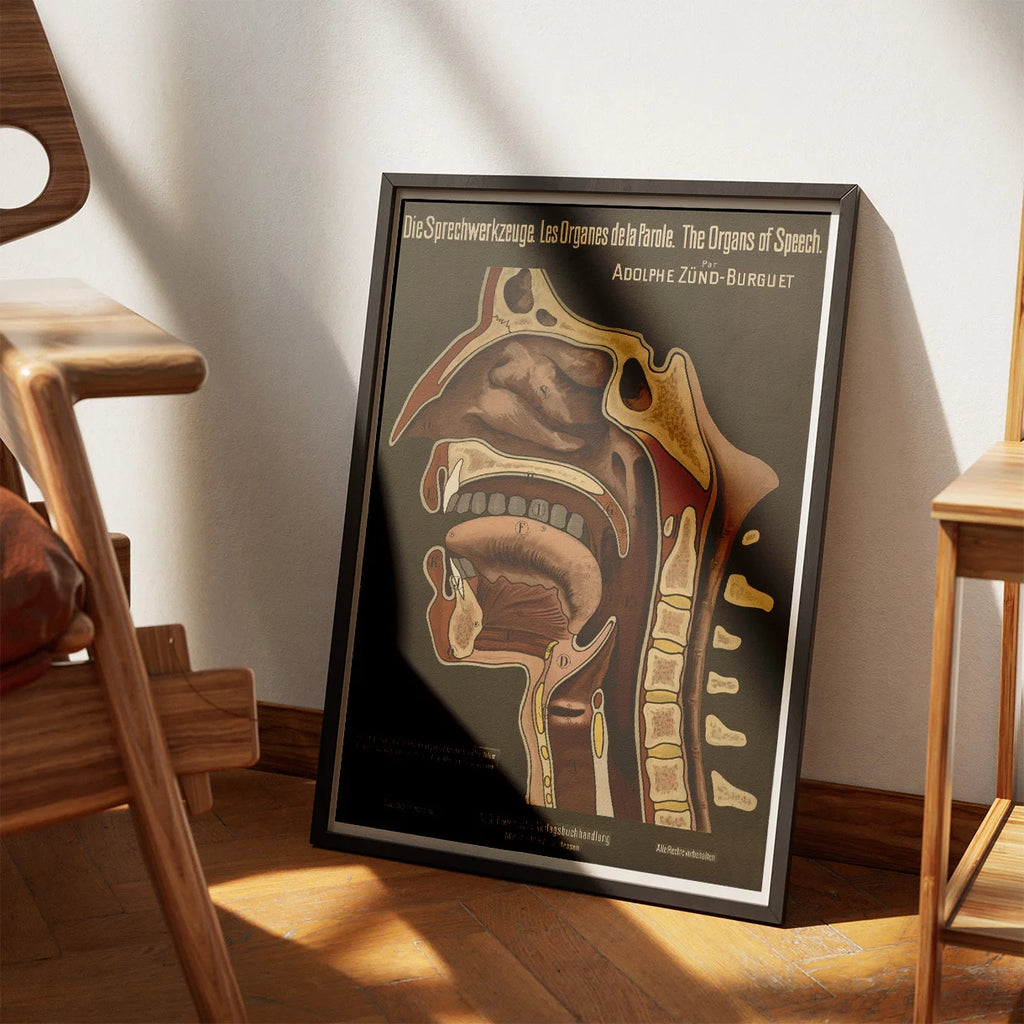 Taleorganerne 1910 - Anatomisk planche – billede 3