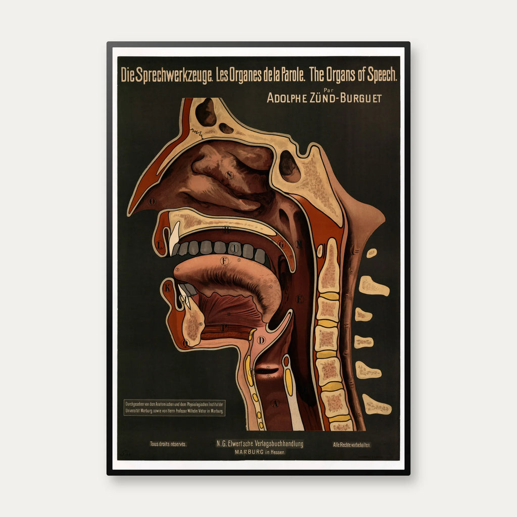 Taleorganerne 1910 - Anatomisk planche – billede 1