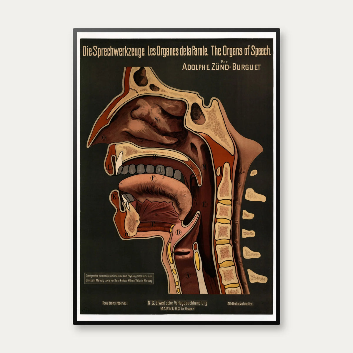 Taleorganerne 1910 - Anatomisk planche – billede 1