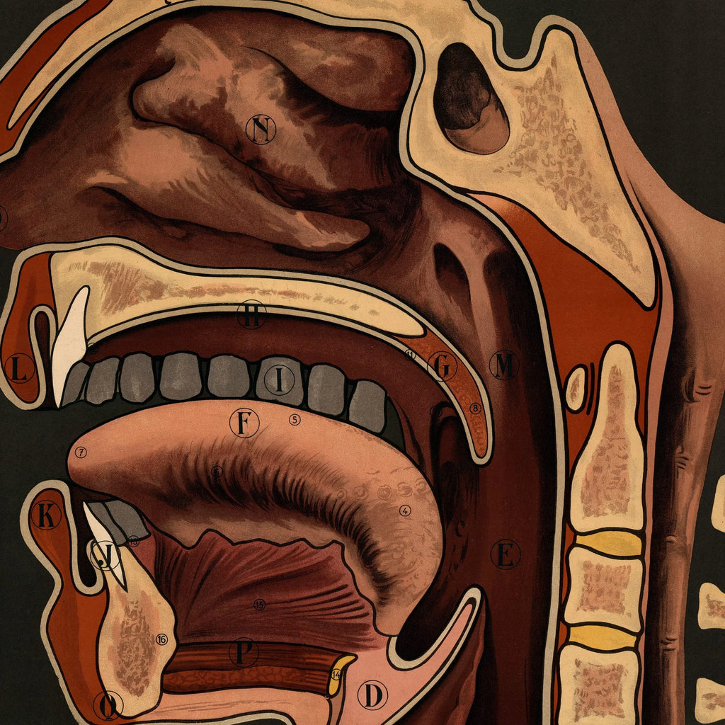 Taleorganerne 1910 - Anatomisk planche – billede 4