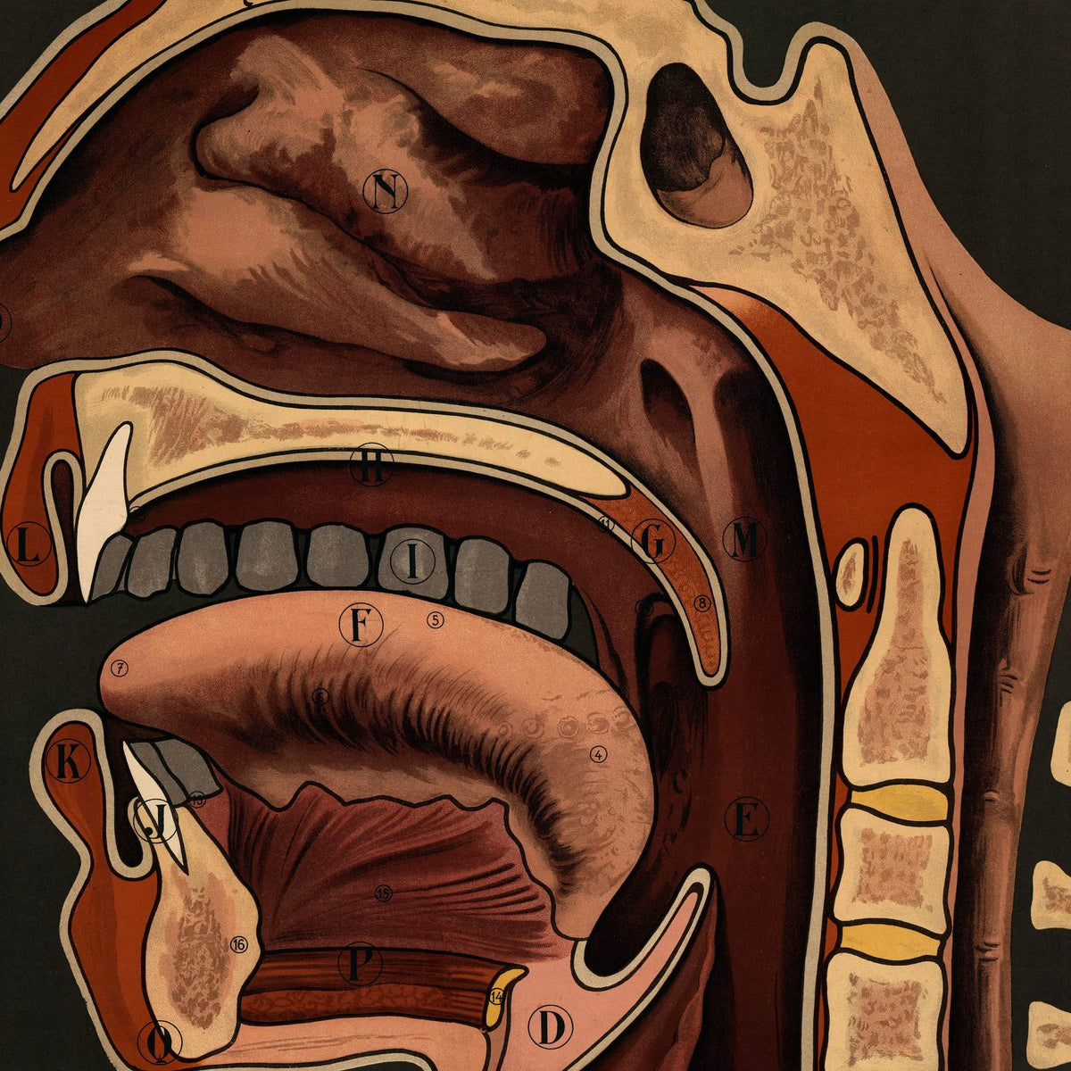 Taleorganerne 1910 - Anatomisk planche – billede 4