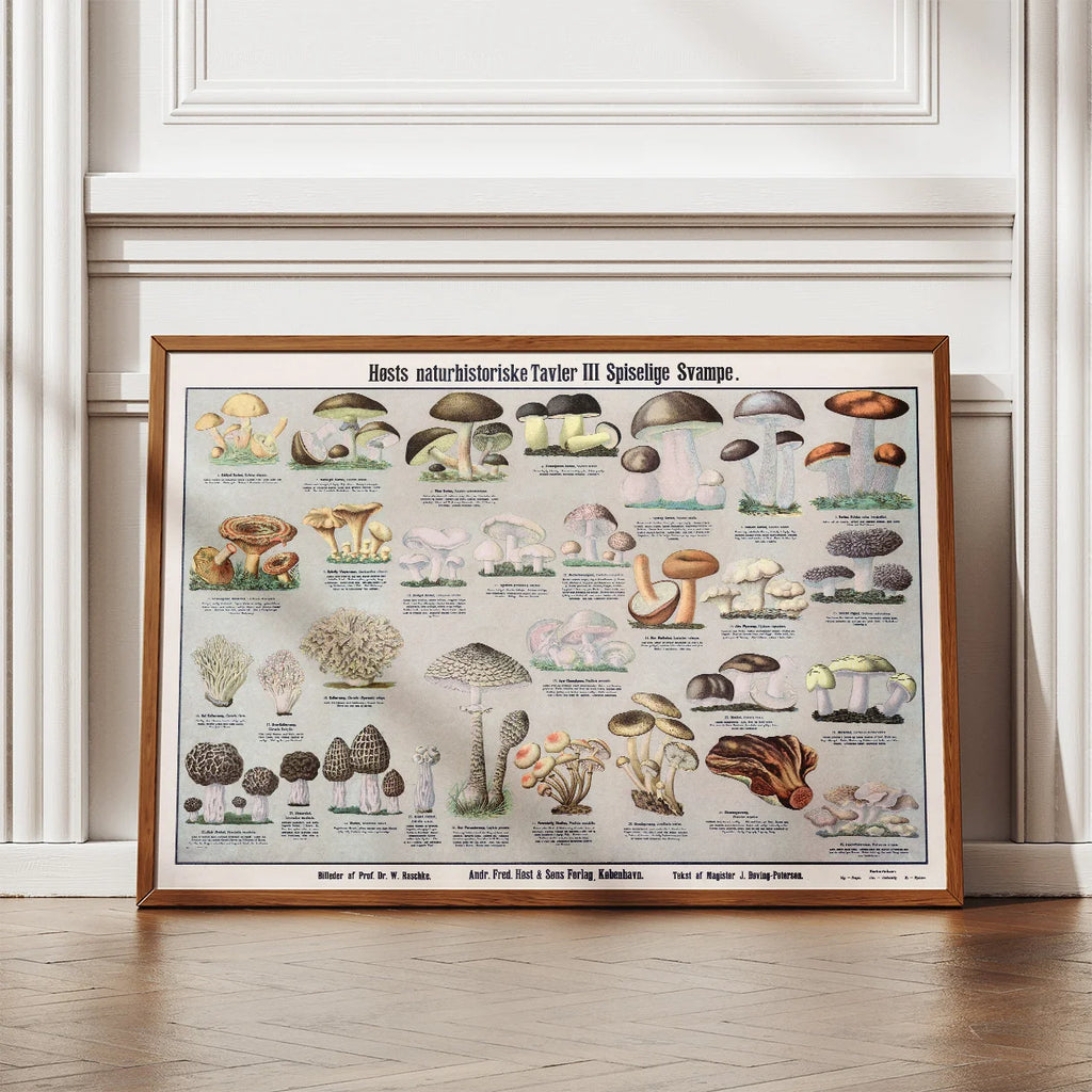 Spiselige svampe 1909 - Botanisk planche – billede 2