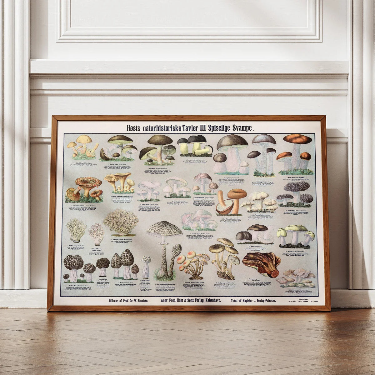 Spiselige svampe 1909 - Botanisk planche – billede 2