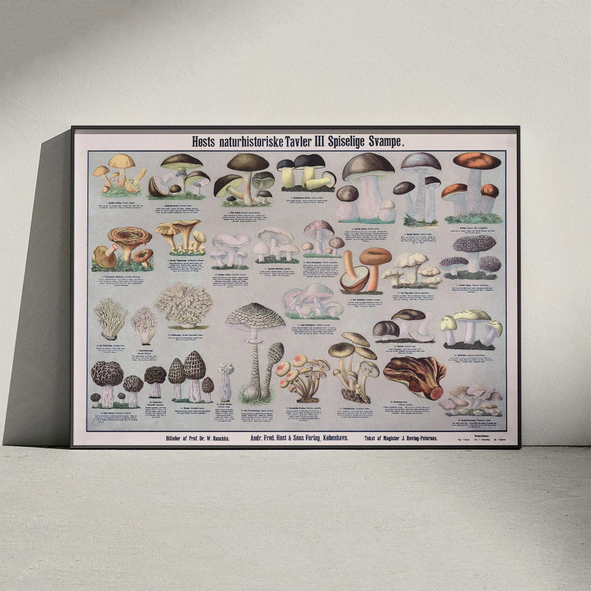 Spiselige svampe 1909 - Botanisk planche – billede 3