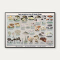 Spiselige svampe 1909 - Botanisk planche – billede 1
