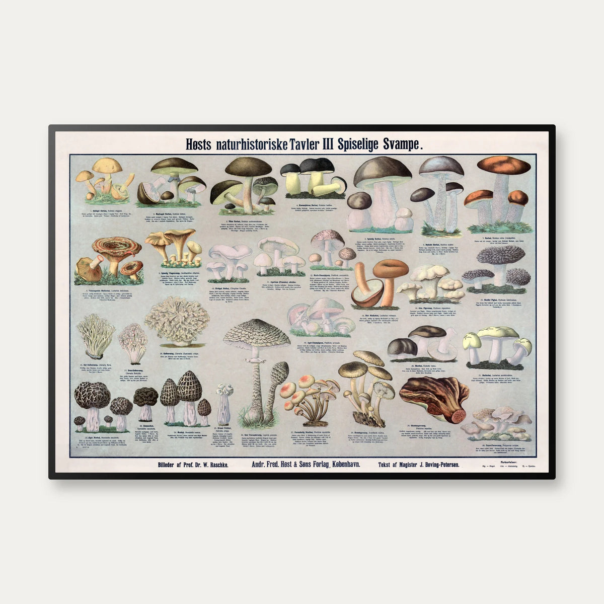 Spiselige svampe 1909 - Botanisk planche – billede 1