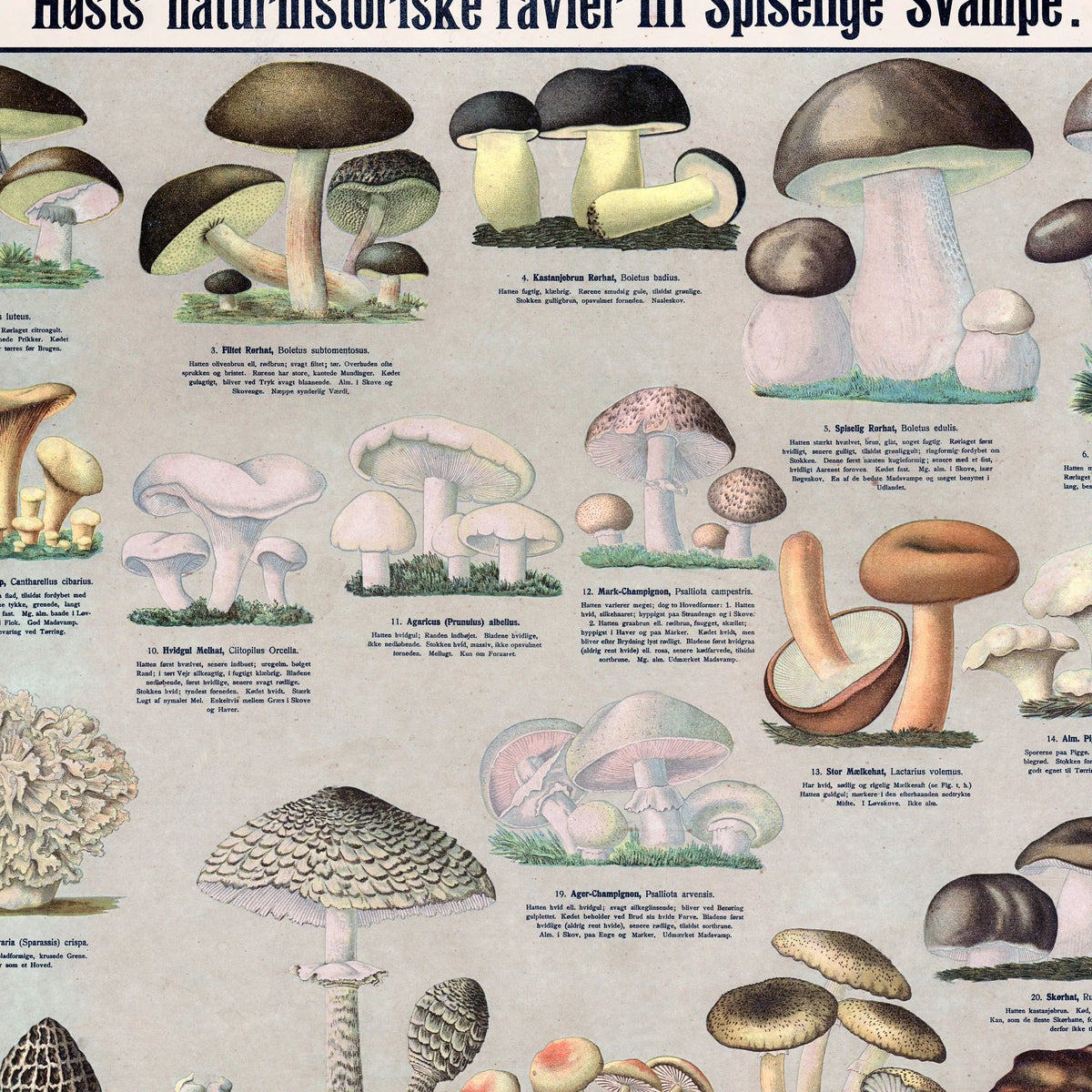 Spiselige svampe 1909 - Botanisk planche – billede 4