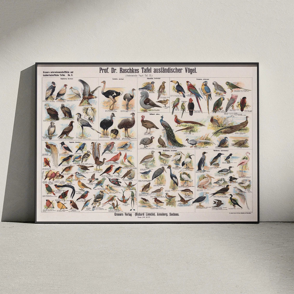 Udenlandske fugle 1910 - Zoologisk planche – billede 3