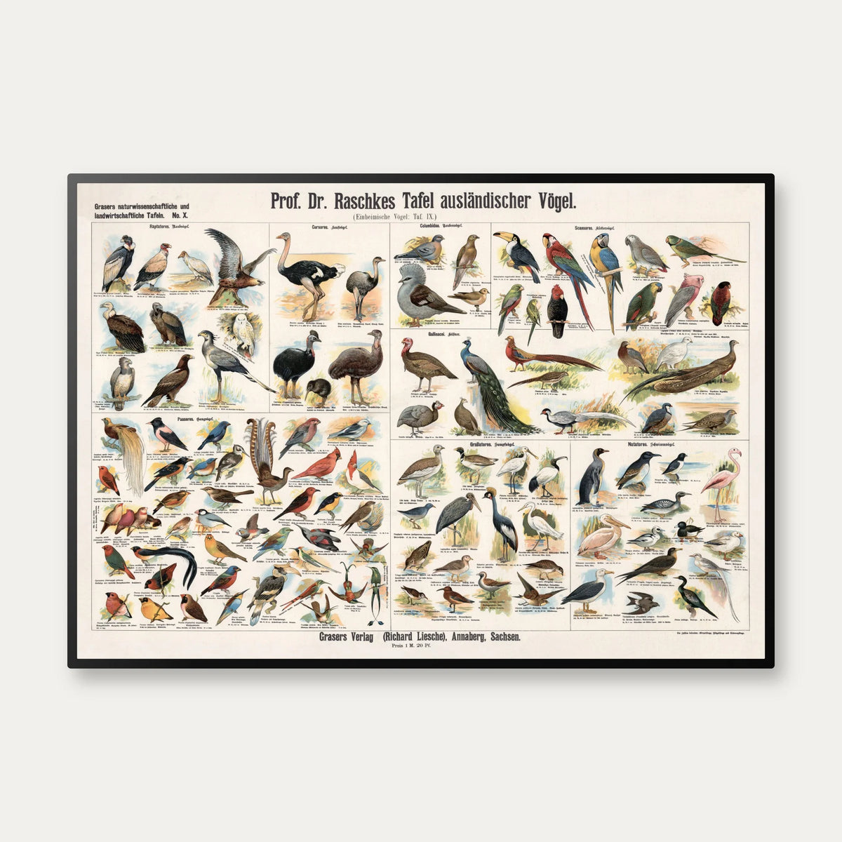 Udenlandske fugle 1910 - Zoologisk planche – billede 1