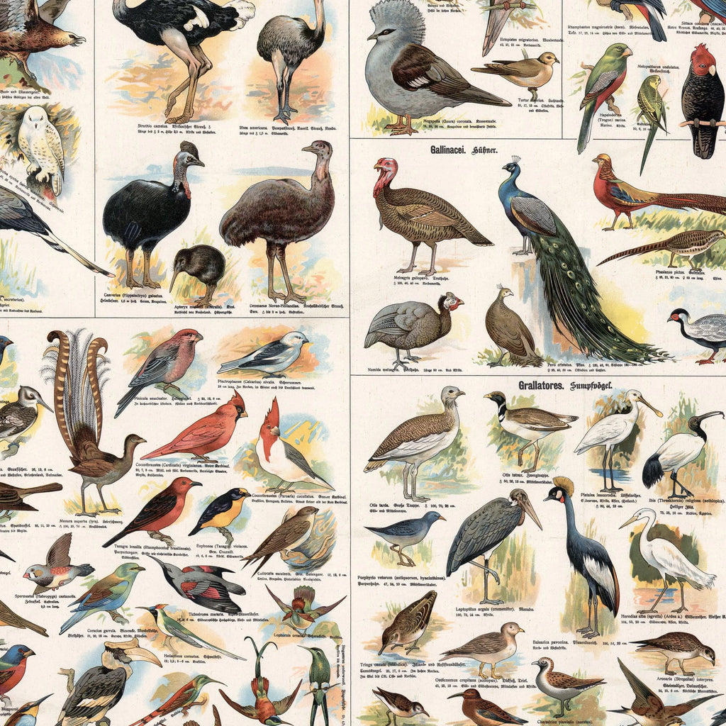 Udenlandske fugle 1910 - Zoologisk planche – billede 4