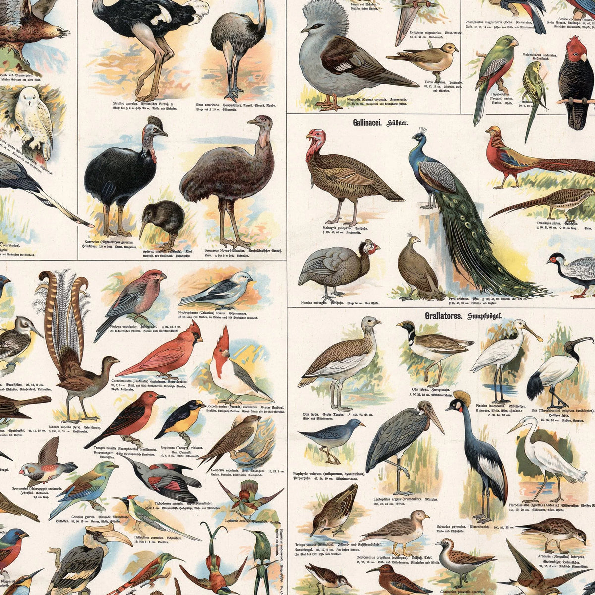 Udenlandske fugle 1910 - Zoologisk planche – billede 4