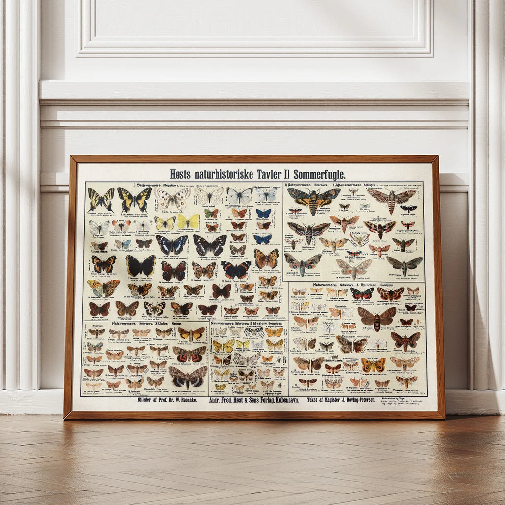 Insekter og sommerfugle 1910 - Zoologisk planche – billede 2