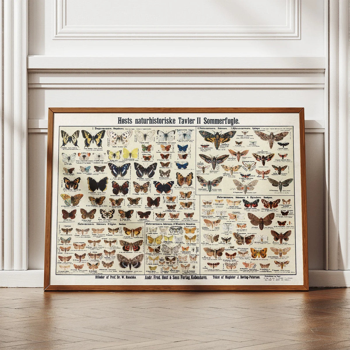 Insekter og sommerfugle 1910 - Zoologisk planche – billede 2