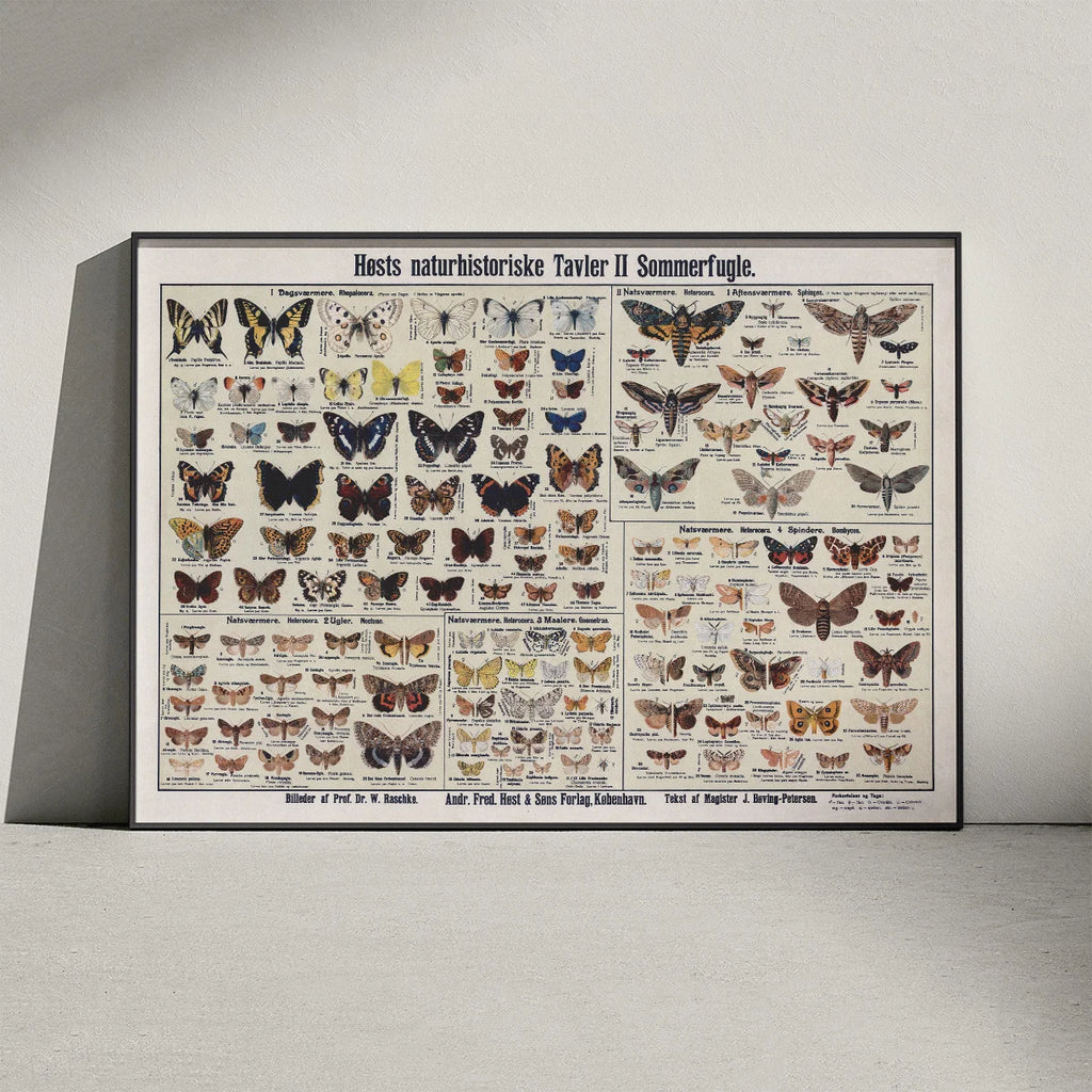 Insekter og sommerfugle 1910 - Zoologisk planche – billede 3