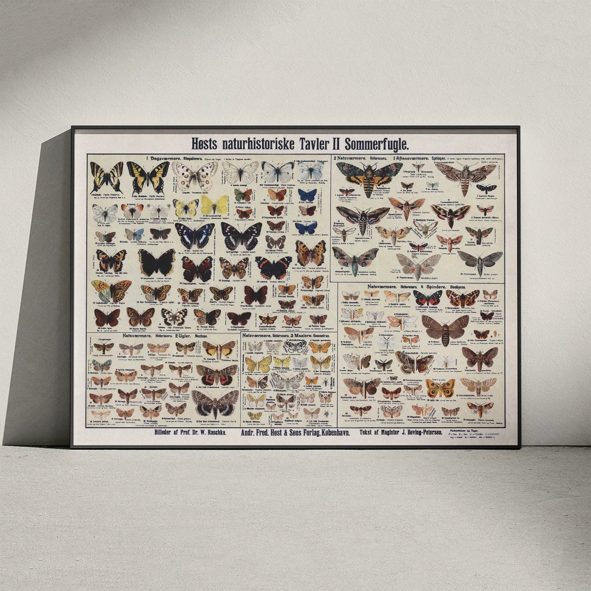 Insekter og sommerfugle 1910 - Zoologisk planche – billede 3