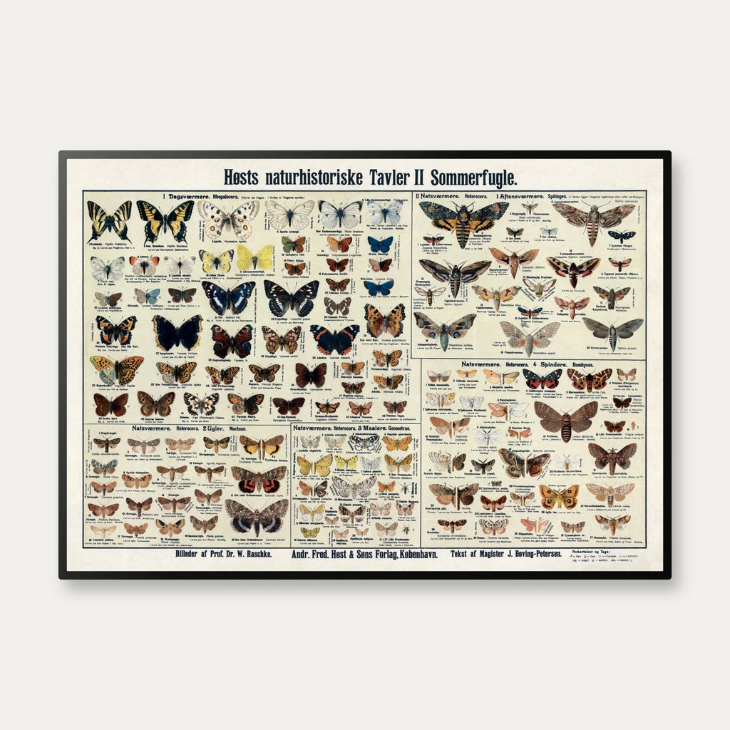 Insekter og sommerfugle 1910 - Zoologisk planche – billede 1