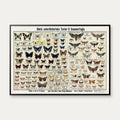 Insekter og sommerfugle 1910 - Zoologisk planche – billede 1