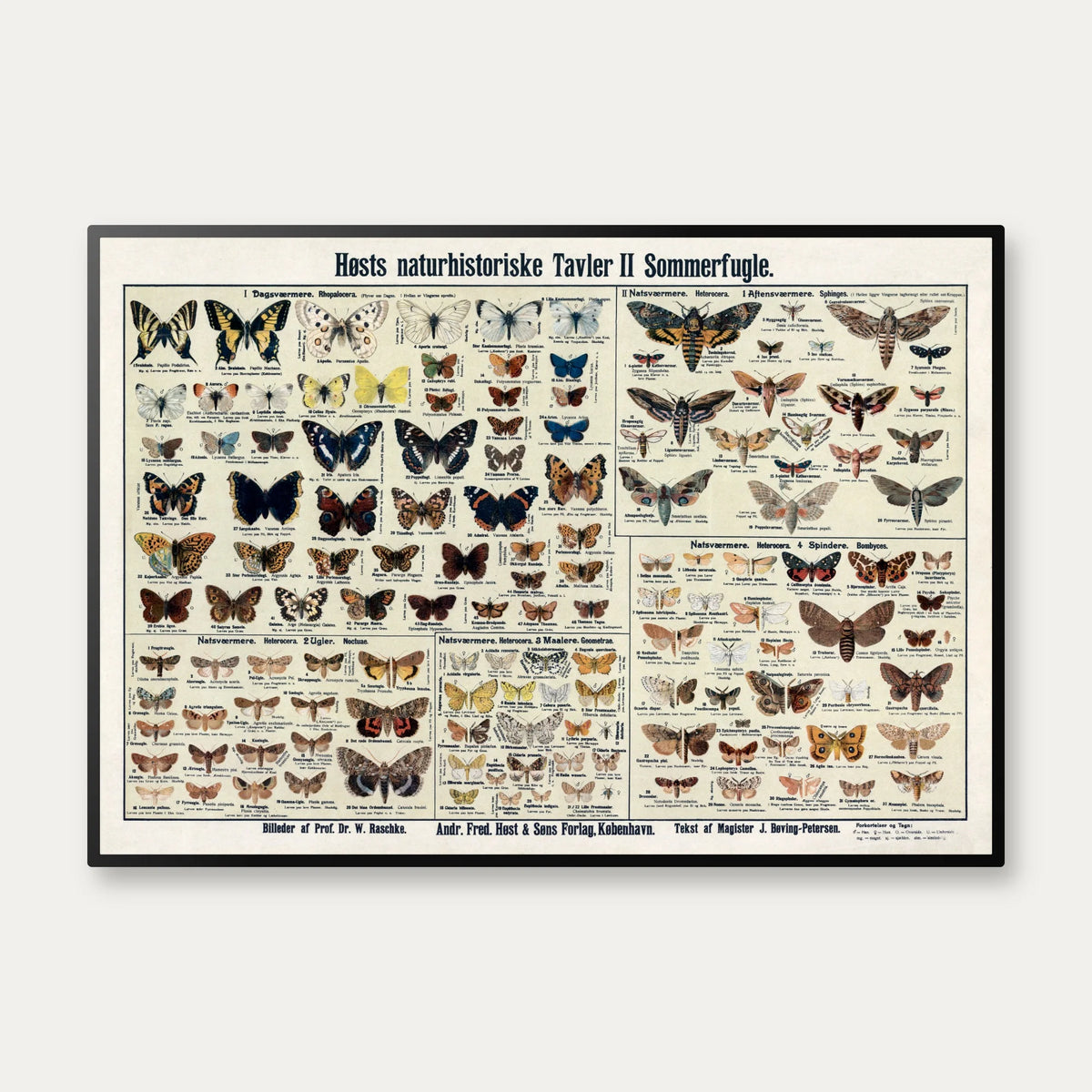 Insekter og sommerfugle 1910 - Zoologisk planche – billede 1