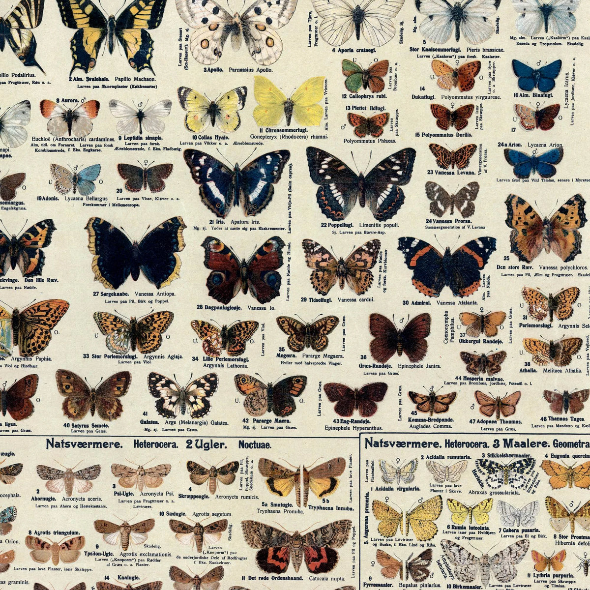 Insekter og sommerfugle 1910 - Zoologisk planche – billede 4