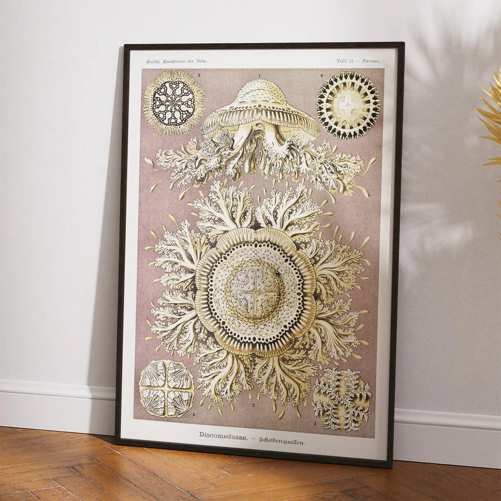 Skivegopler - Naturillustration af Ernst Haeckel fra 1904 – billede 2