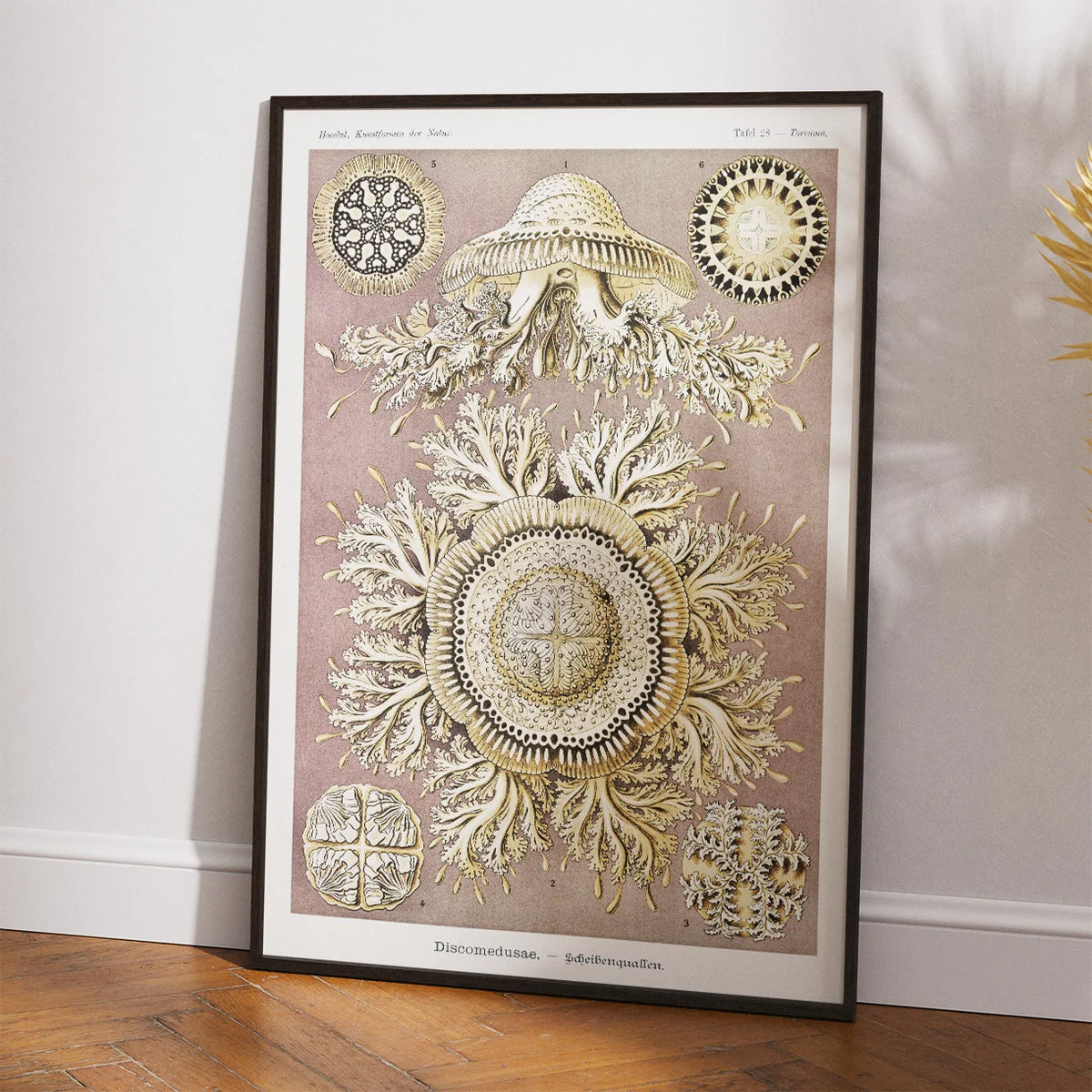 Skivegopler - Naturillustration af Ernst Haeckel fra 1904 – billede 2