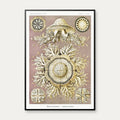 Skivegopler - Naturillustration af Ernst Haeckel fra 1904 – billede 1