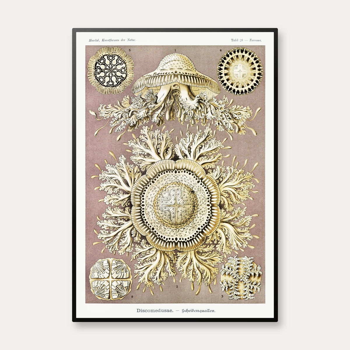 Skivegopler - Naturillustration af Ernst Haeckel fra 1904 – billede 1