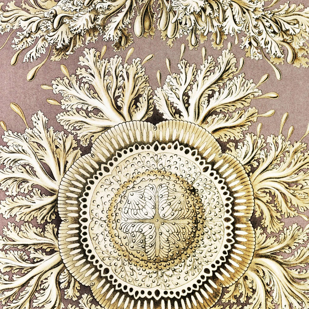 Skivegopler - Naturillustration af Ernst Haeckel fra 1904 – billede 4