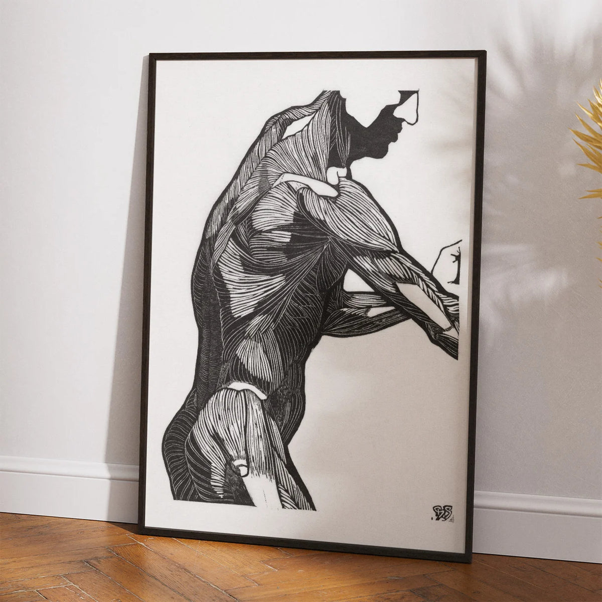 Mandens muskler I - Anatomisk planche fra 1920 – billede 2