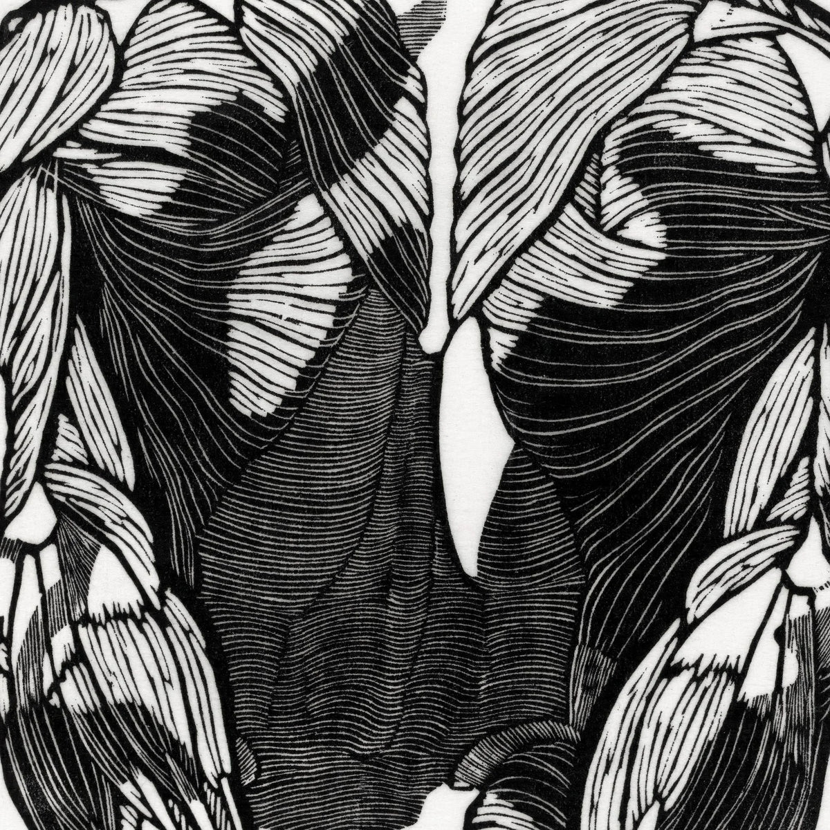 Mandens muskler II - Anatomisk planche fra 1920 – billede 4