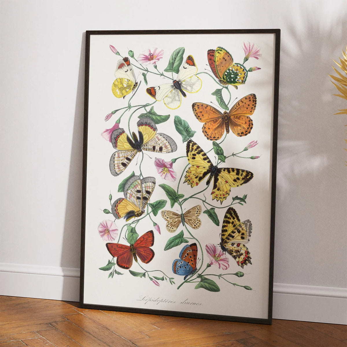 Sommerfugle og natsværmere - Naturillustration fra 1842 – billede 2